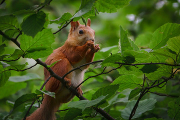 Obraz premium Лето