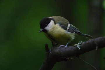 Fototapeta premium Лето