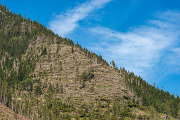 Fototapeta na wymiar Trees fallen from the wind in November 2018, Predazzo, Val di Fiemme. Natural disaster in Trentino Alto Adige, Italy, Europe