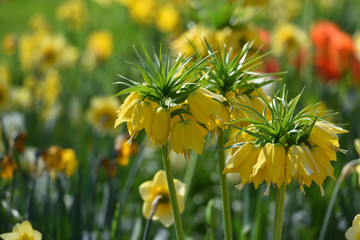 Beautiful plant fritillaria imperials, yellow in the background of the garden, in spring