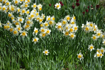 Many white beautiful daffodils in the spring garden under the sunlight