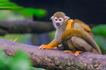 Squirrel Monkey on branch of tree  animals in wilderness