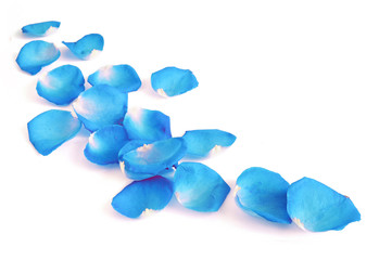 beautiful blue roses petals isolated on white background
