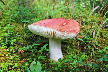 Large strong russula with a red hat. Cute mushroom grew among lingonberry bushes in the Sayan taiga, Russia.