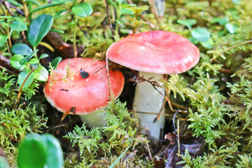 Mushroom picking - a couple of russula with a red hat. The mushroom grew among moss and lingonberry bushes in the Sayan taiga, Russia.