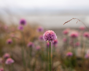Wild flowers of clover in remote island in Finnish archipelago.