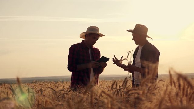 eam work. Two farmers stand at sunset in a wheat field, and discuss the new crop.. Farmers use new technologies in agriculture. Growing organic products.