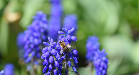 A close-up bee eats nectar on the blue muscari flowers, macro photography honeybee.