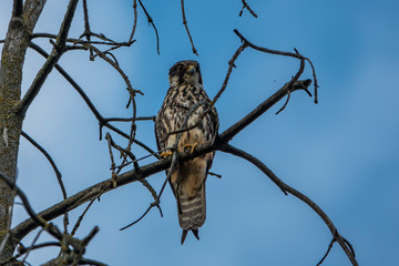 Obraz premium Лето