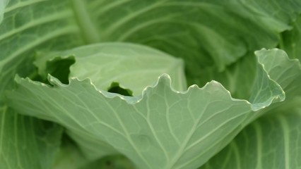 New germinating of cabbage in the field. Cabbage is a common vegetable with white or green leaves, usually be used for food and cooking.