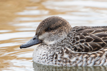 丸るくなったカモ