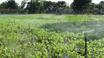 Micro sprinkler watering system operation in the park. Automatic watering system watering plants is a convenient system to save manpower in a big garden or park.