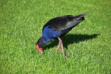 Pukeko in Rotorua, North Island, New Zealand