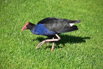 Pukeko in Rotorua, North Island, New Zealand