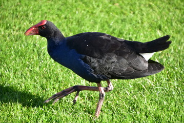 Pukeko in Rotorua, North Island, New Zealand