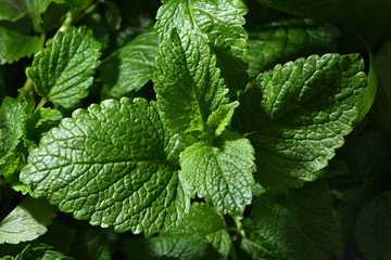 Fresh and bright mint leaves. Closeup mint leaves on a bush.