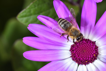 A close-up bee eats nectar on the violet Osteospermum flowers, macro photography honeybee.
