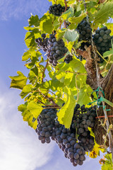 Beautiful bunches of black grapes taken from below against the blue sky of a sunny day just before the harvest