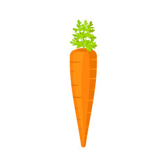 Carrot isolated on white background. Vector illustration.