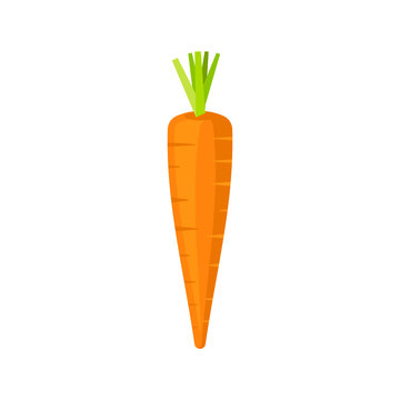 Carrot isolated on white background. Vector illustration.