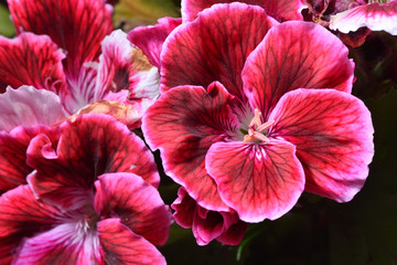 Young and fresh pelargonium closeup, grows in the home garden, in spring