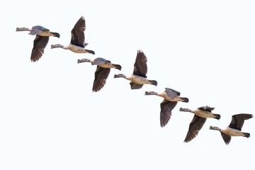Serial of flying comb duck isolated on white background.