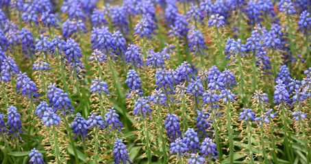 Beautiful and fresh muscari flowers closeup in spring home garden