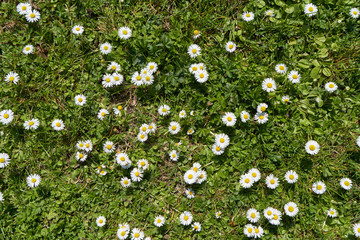 Beautiful green field with grass and many flowers of white daisy in the sunlight © pridannikov