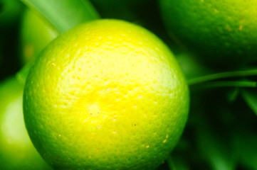 Oranges are growing on the trees, not yet ripe