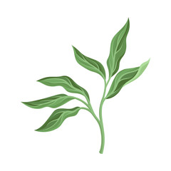 Peony leaves. Vector illustration on a white background.