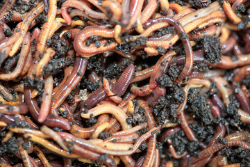 Kompostwürmer (Dendobrena Veneta)