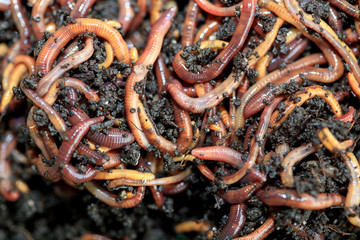 Kompostwürmer (Dendobrena Veneta)