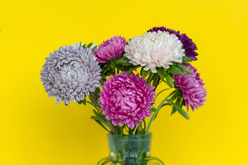 Beautiful colourful asters bouquet in glass vase on bright vibrant yellow background.