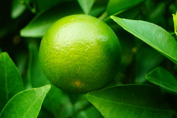 Oranges are growing on the trees, not yet ripe