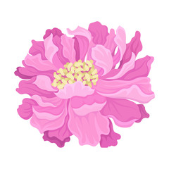 Lush pink flower. Vector illustration on a white background.