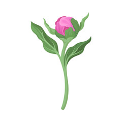 Closed pink bud. Vector illustration on a white background.