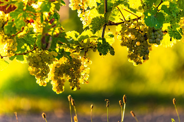 Green grapes on vineyard over bright green background. Sun flare