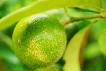 Oranges are growing on the trees, not yet ripe