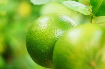 Oranges are growing on the trees, not yet ripe