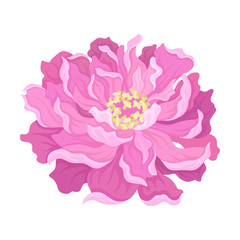 Blooming pink peony flower. Vector illustration on a white background.