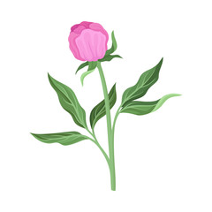 Fototapeta premium Pink peony bud on the stem. Vector illustration on a white background.