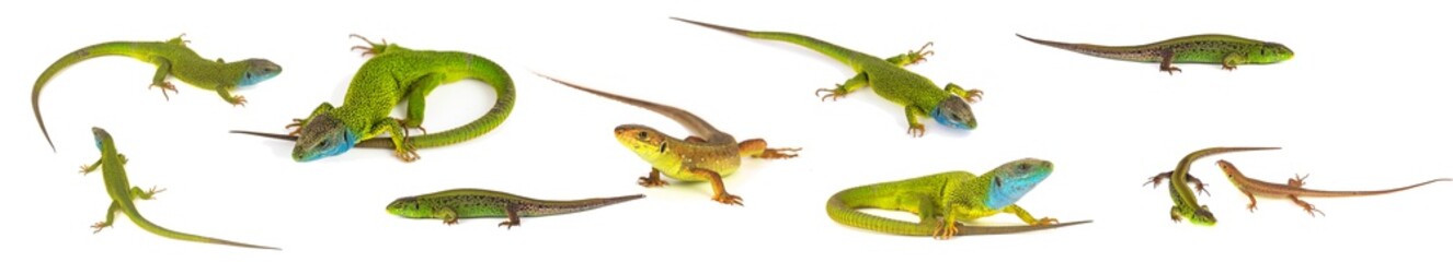 Green lizard set collection isolated on white background
