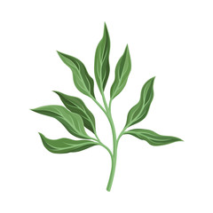 Peony branch with leaves. Vector illustration on a white background.