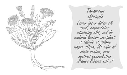 Banner with Dark Bush of Dandelion and Place for Text © Jule-Marigold