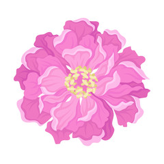 Pink peony flower from above. Vector illustration on a white background.