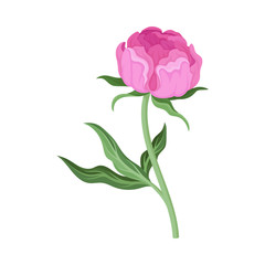 Small pink peony flower. Vector illustration on a white background.