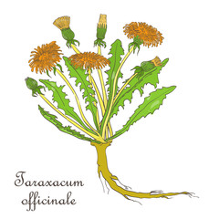 Painted Hand Drawn Bush of Blossoming Dandelion © Jule-Marigold