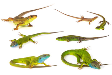 Naklejka premium Green lizard set collection isolated on white background