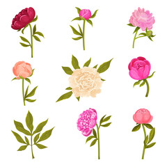Set of flowers peonies in different shades. Vector illustration on a white background.