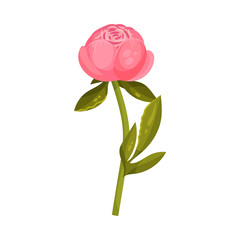 Red peony bud. Vector illustration on a white background.
